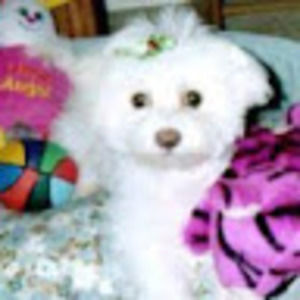 Meet your Posher, Evelyn